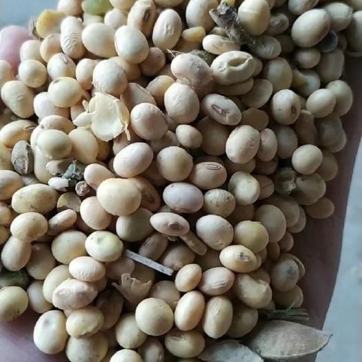 佳县湖北豆  中黄  翠扇