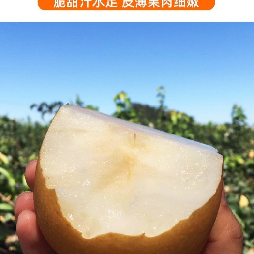 西平县秋月梨 酥脆香甜 甜多汁 无沙质