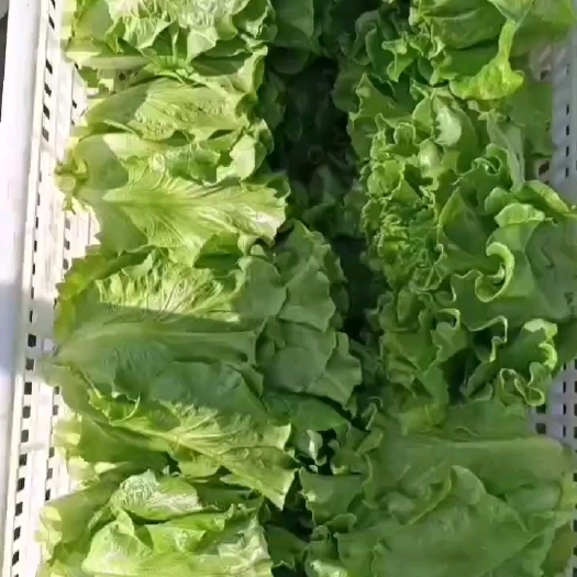 邯郸一年四季供应各种蔬菜，产地直发。