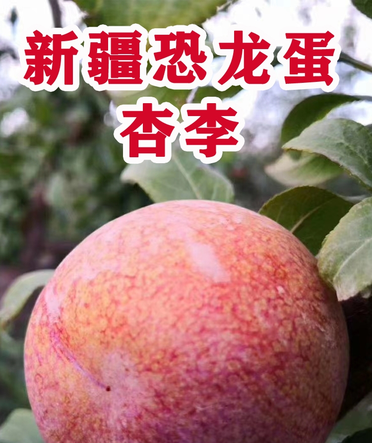 新疆恐龙蛋味帝李子青皮红肉香甜可口大量上市一件代发空运包邮 新疆恐龙蛋味帝李子青皮红肉香甜可口大量上市一件代发空运包邮