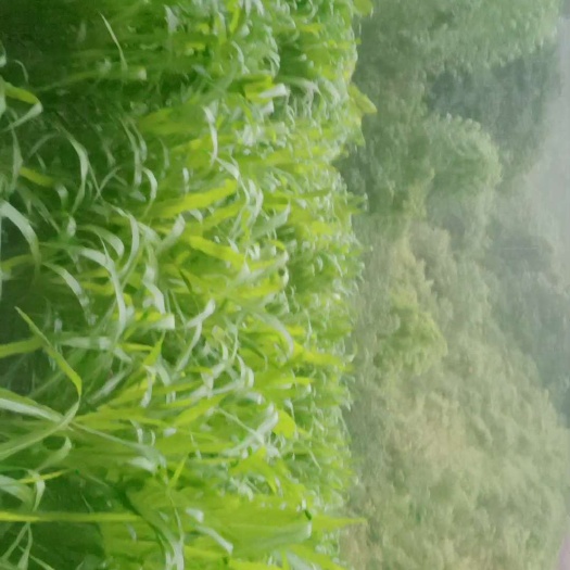 墨江县甜象草多年生草本植物，复合多重营养成分，牲畜家禽都可用。