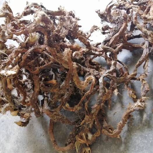 衡山县石菖蒲干货