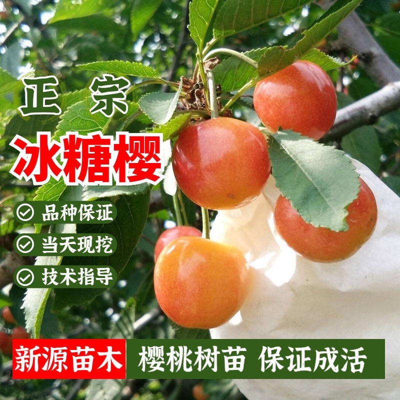 رӣӣ߲׹ɻָּ֧ǩͬ