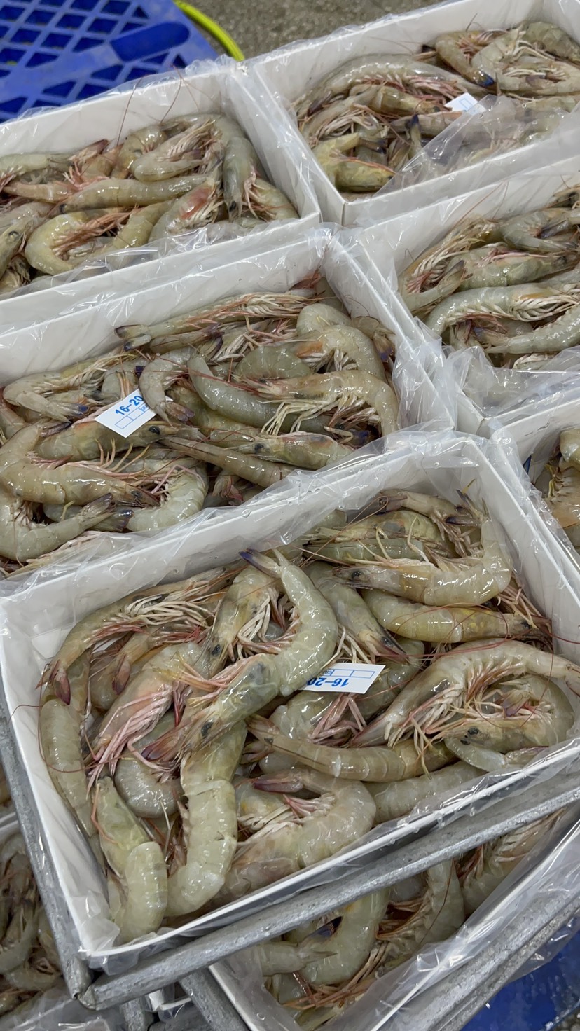 北海海捕滑皮虾，麻虾，剑虾