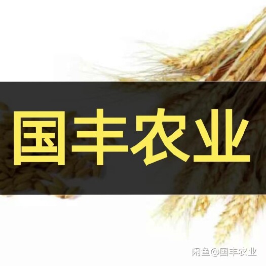 利辛县青储黄储玉米秸秆
