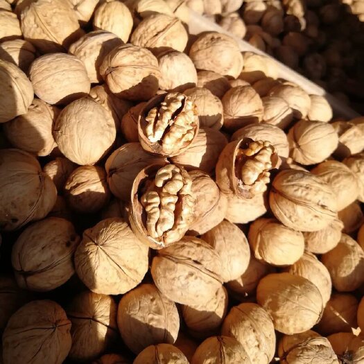 乌鲁木齐阿克苏185纸皮核桃（新货）