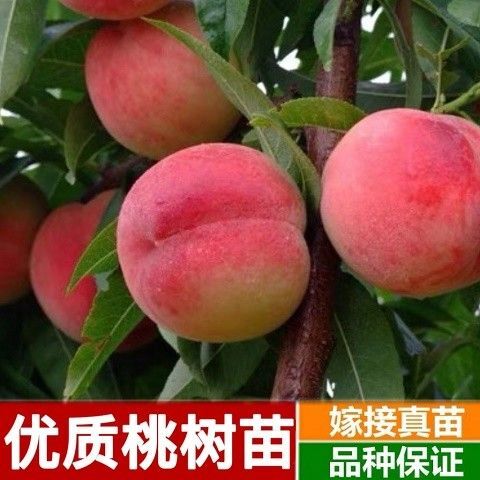 平邑县桃树苗南北方均可种植基地直销现挖现发保证成活率
