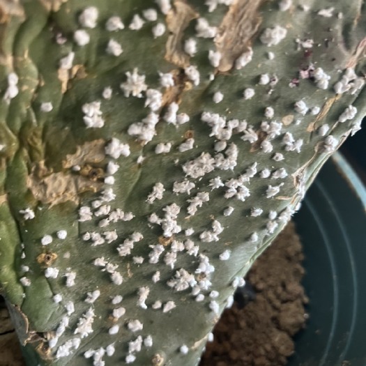 文山市胭脂虫虫种片仙人掌胭脂虫活体种虫种片10元一片，高存活率