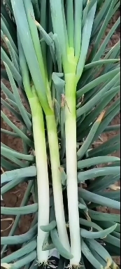 忻州忻州大葱，铁杆大葱，岗葱