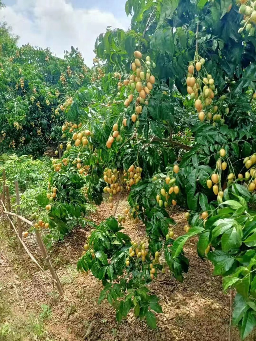 广西平南县鸡心黄皮大量上市欢迎咨询