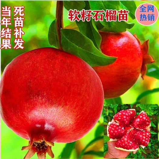 平邑县石榴树苗突尼斯软籽石榴蒙阳红黑籽基地直销现挖现发
