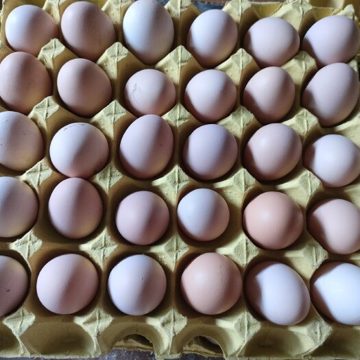 湖北武汉土鸡蛋 品质高，大码双色  新扬黑 壳粉亮 双色到位