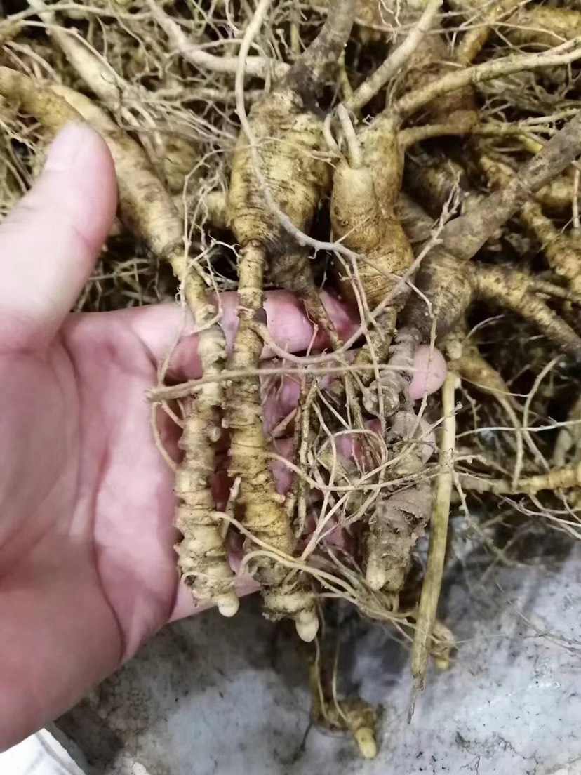 鲜林下参纯籽货15-35年规格齐全