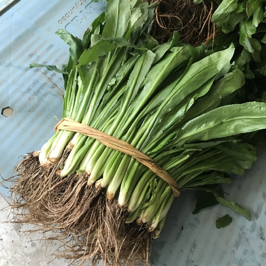缅甸芫荽  产地直销  一年四季有货