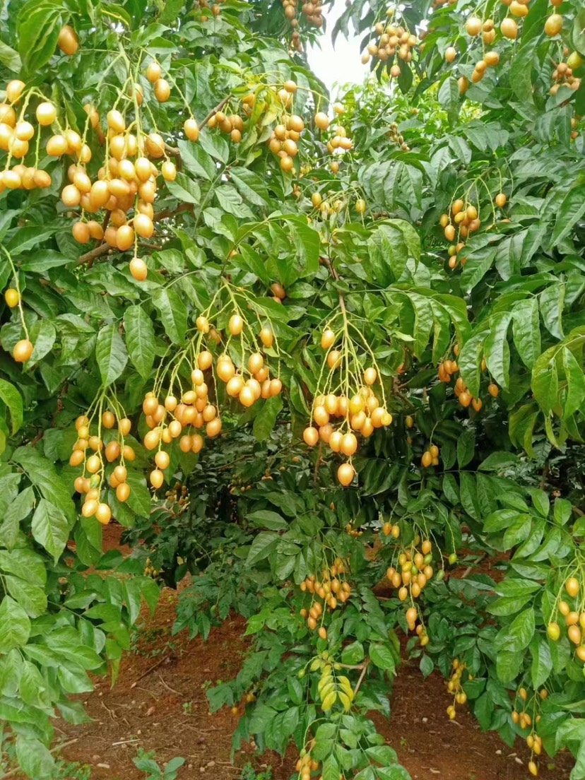 广西平南县鸡心黄皮大量上市欢迎咨询