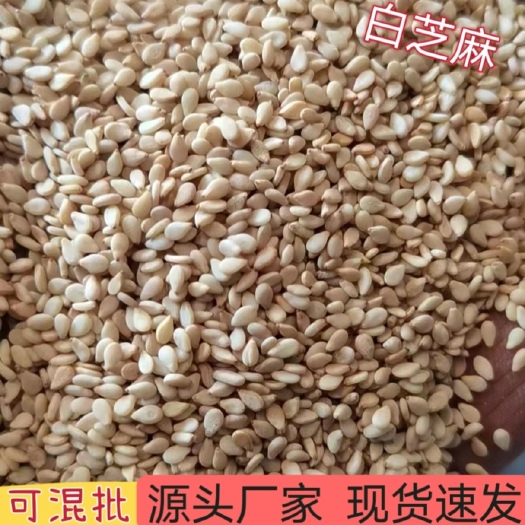 临沂【芝麻】白芝麻、生熟白芝麻、多规格可选