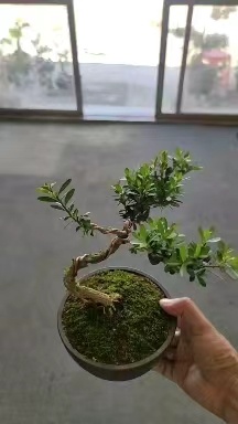 惠州黄杨盆景