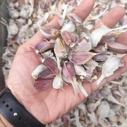 金乡县蒜苗种子，红根蒜苗蒜种。