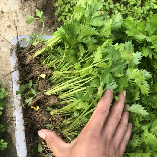滑县优质芹菜苗西芹苗法国皇后