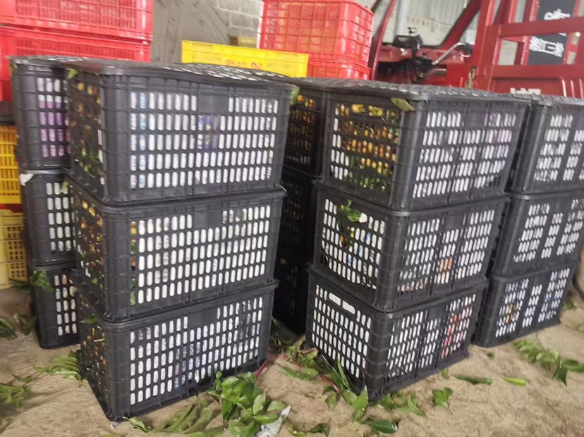 广西平南县鸡心黄皮大量上市欢迎咨询