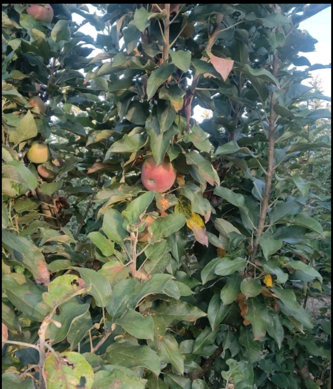 天津苹果树(润太)，至少有五六年了，每颗十几公分，正是结果好时候