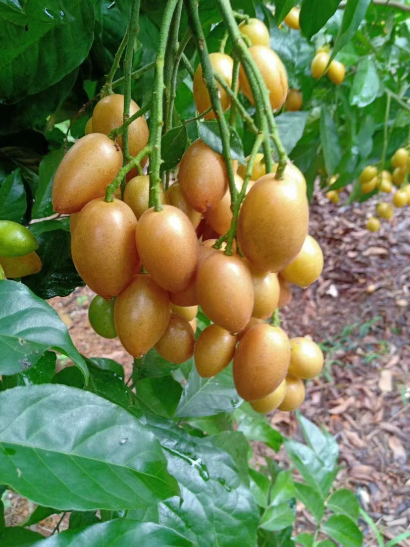 广西平南县鸡心黄皮大量上市欢迎咨询