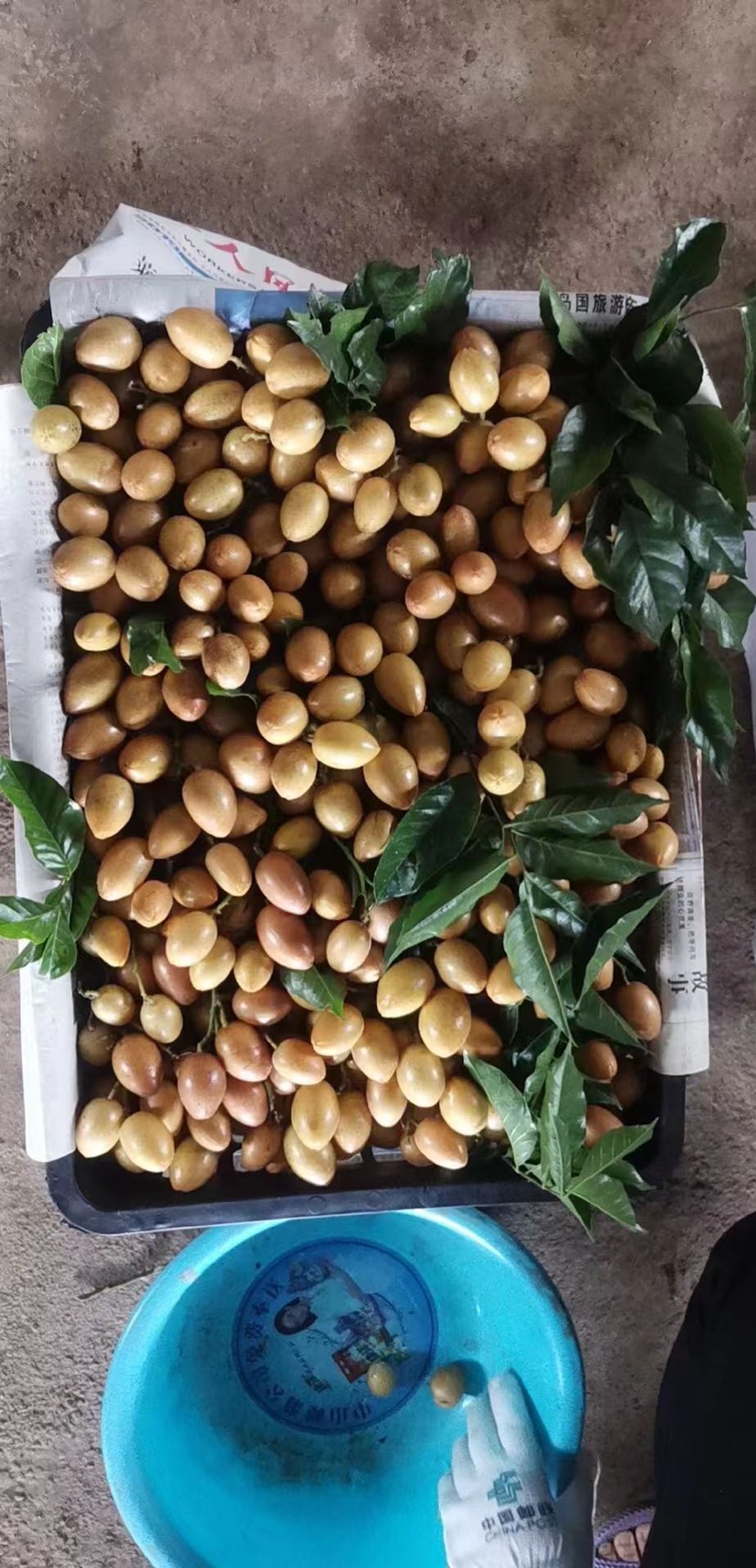 广西平南县鸡心黄皮大量上市欢迎咨询