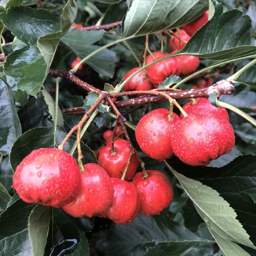 平邑县沂蒙山优质棉球，自产自销。