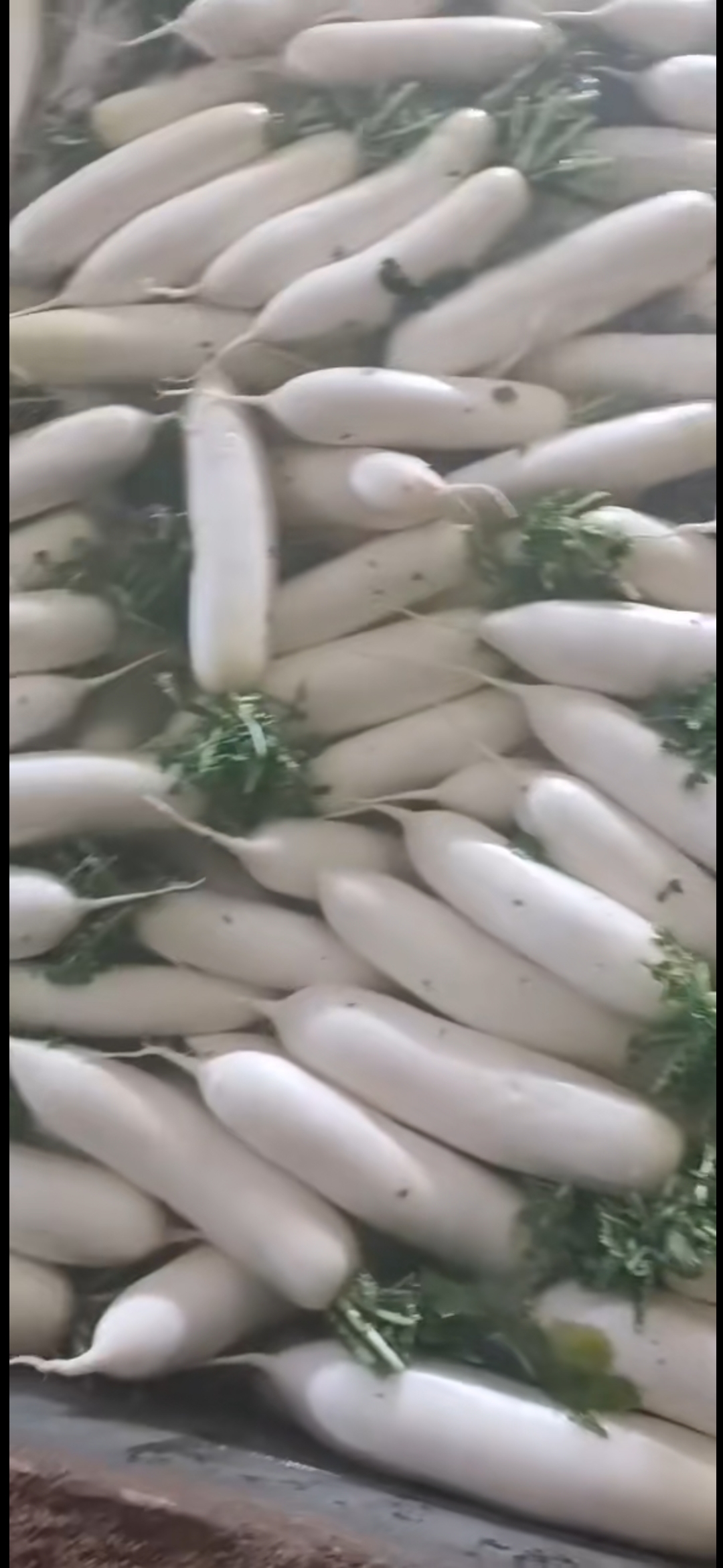 白萝卜