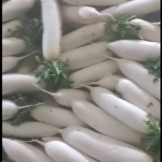 寻甸县白萝卜
