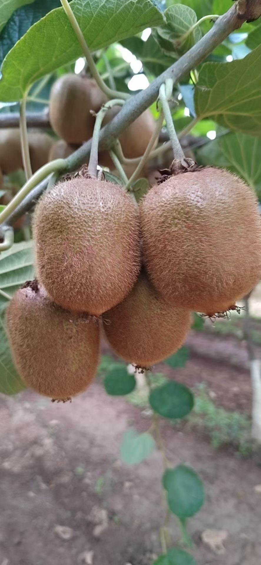 徐香猕猴桃，自家果园，现摘现发，酸甜可口，营养丰富