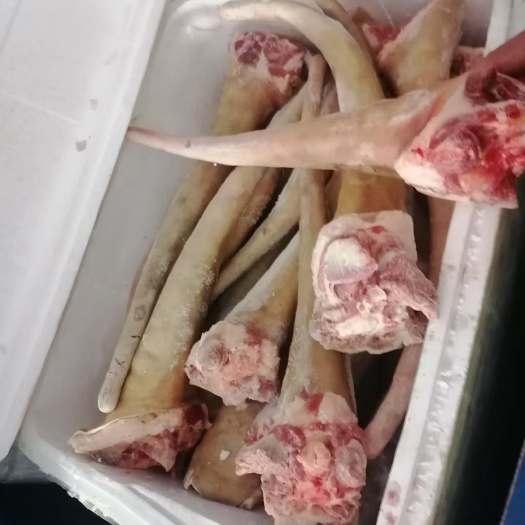 郑州带皮尾巴