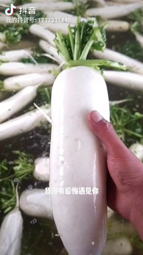 白萝卜
