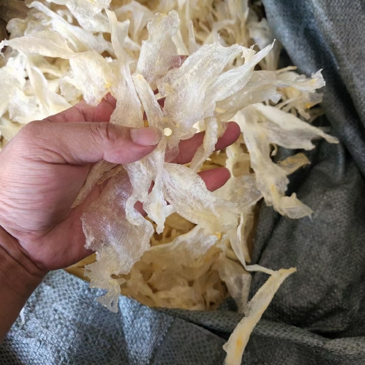 湛江小龙胶开片胶柳叶胶巴沙胶黄花胶