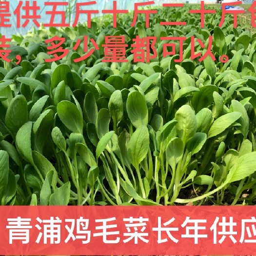 上海青浦鸡毛菜长期供应，可接社区团购，两千亩专业绿叶菜品种齐全