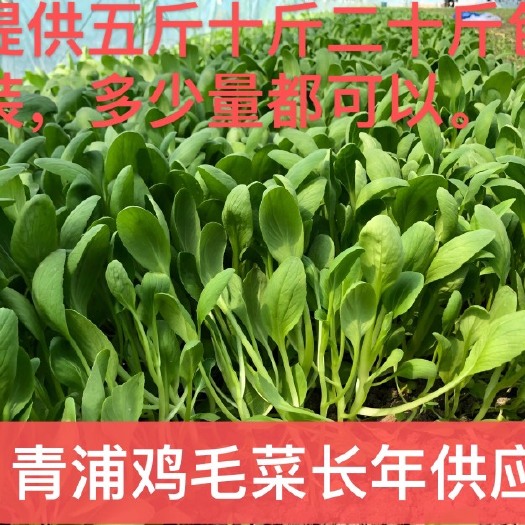 青浦鸡毛菜长期供应，可接社区团购，两千亩专业绿叶菜品种齐全