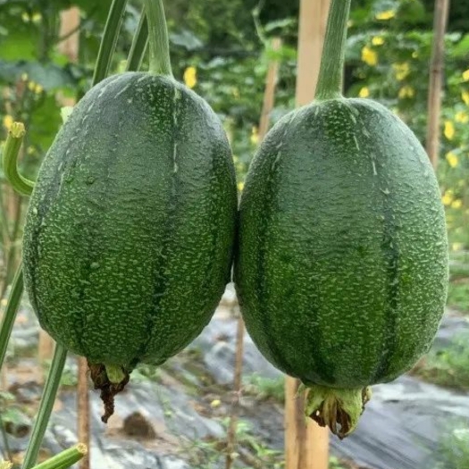 正定县苹果丝瓜，可炒菜可煲汤，养颜