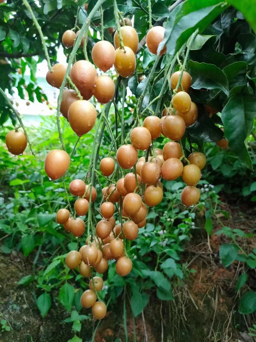 广西平南县鸡心黄皮大量上市欢迎咨询