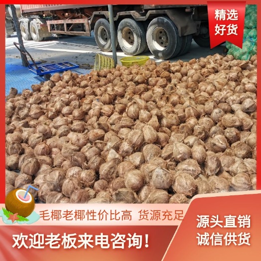 清补凉榨奶专用 老椰子椰子碗毛椰子脱毛椰子碗