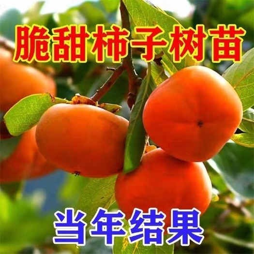 平邑县柿子树苗南北方均可种植好成活易管理现挖现发