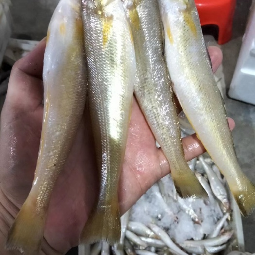 北海每天上船沙尖鱼上船冰住锁鲜，寻找批发商，物美价廉