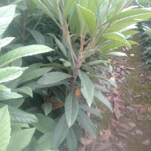 简阳市大五星枇杷苗 枇杷苗种植基地 免费售后服务