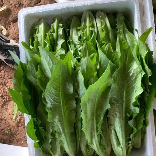 邯郸河北邯郸精品油麦菜大量现货