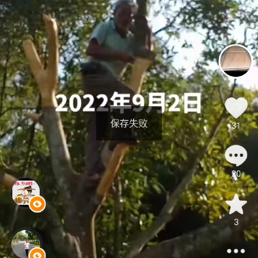 广西六陈镇的百年老油桂，来自深山老林，，国庆前下单八折优惠