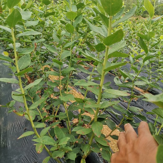 莒南县杜克蓝莓苗地栽北高公爵蓝莓苗