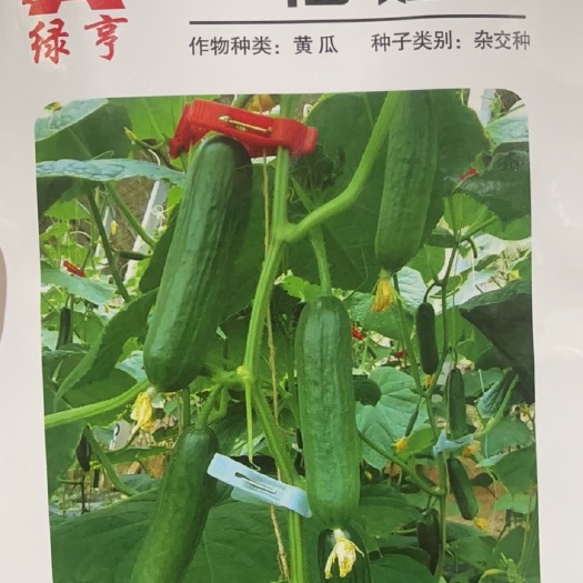 遂溪县水果黄瓜种子 收购商指定品种 耐热 抗病
