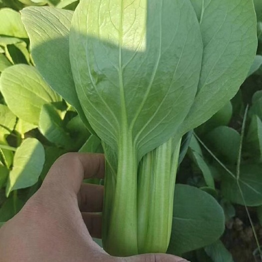 曹县精品小油菜，物美价廉。