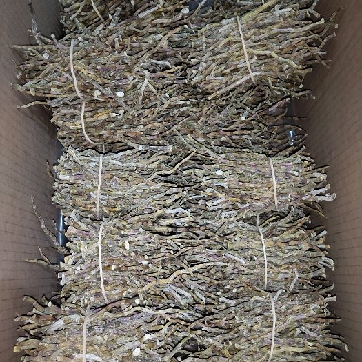南宁【广西灵山铁皮石斛三年干条精选】环境三年生长精选足干