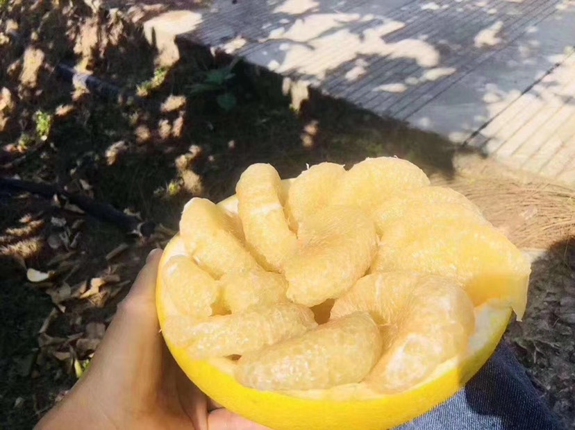 玉环市玉环文旦