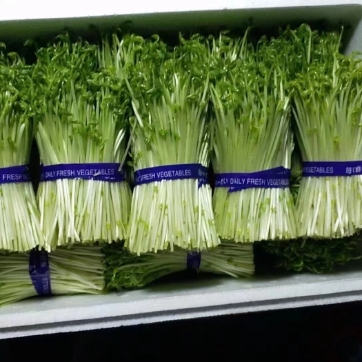 水培豌豆苗芽苗菜